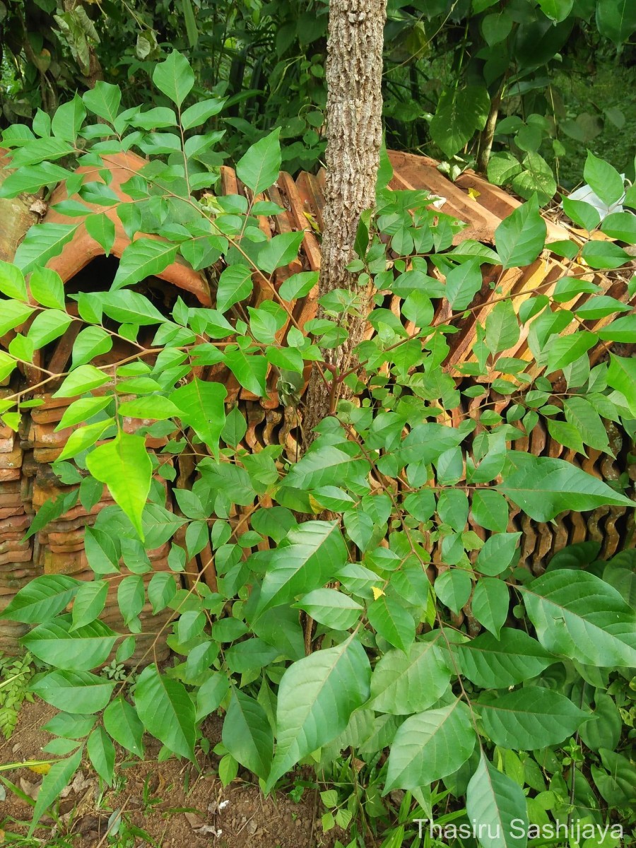 Chukrasia tabularis A.Juss.